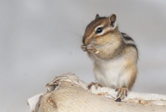 Rodents That Can Be a Problem for Backyard Chickens